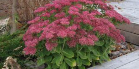 Цъфтящи почвопокривни многогодишни растения за градината - как да изберем, описания