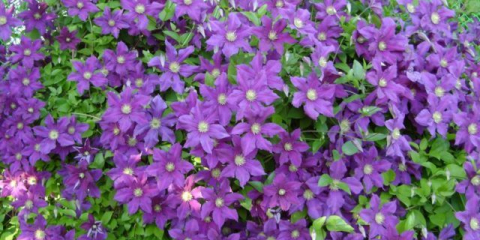 Надеждни и ефективни начини за размножаване на клематис у дома