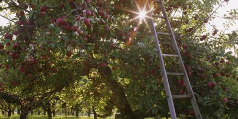 Подрязване на ябълково дърво за начинаещи: схема, време и правила за подрязване направи си сам. Стъпка по стъпка инструкции за начинаещи