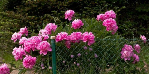 Есенно разделение на божурите