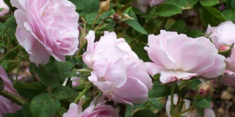 Парк роза: какво означава това, как изглежда, гледки, снимки на сортове с имена