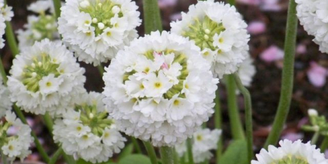 Primrose (primula) малък профилиран: отглеждане от семена, грижа, снимка