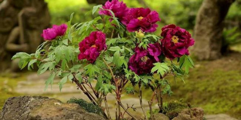 Tree peonies: топ 170 снимки, условия за отглеждане на открито. Съвети за грижа и лечение за начинаещи градинари