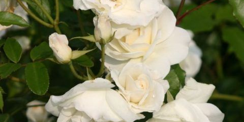 Катереща се айсберг роза - снежнобяла кралица, завладяваща със своята нежност и красота