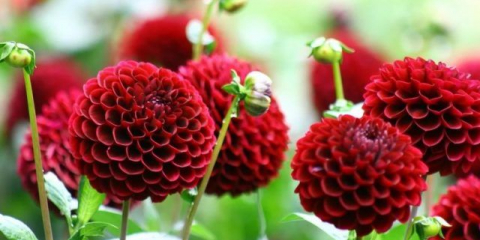 Далии помпон с двойни сферични съцветия: сортове + отглеждане