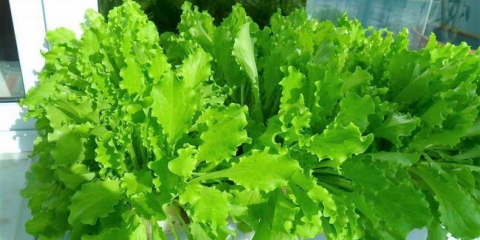 Засаждане на маруля през 2022 г.: благоприятни дни за сеитба на перваза на прозореца, на открито и в оранжерията според лунния календар