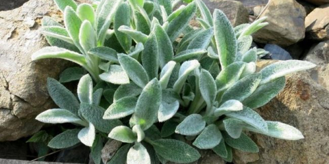 Прилагане на stakhis в ландшафтен дизайн