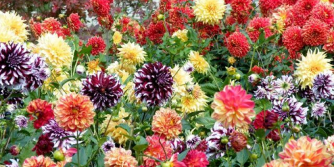 Възпроизвеждане на далии: най-ефективните начини + инструкции стъпка по стъпка