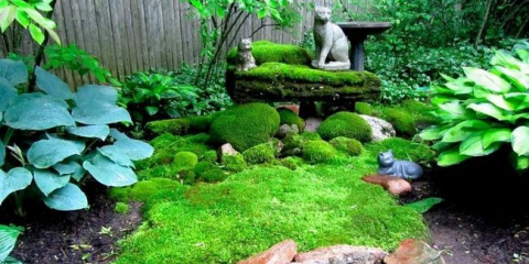 Сортове декоративни мъх и правила за употреба