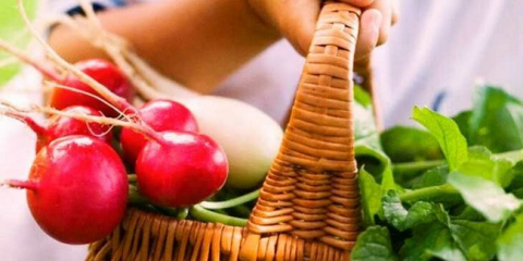 Репички - засаждане и грижи на открито. Най-добрите сортове семена от репички