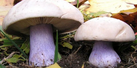 Редица лице или синодиодио: описание и снимка, където расте гъби, рецепти са стъпка по стъпка за зимата у дома