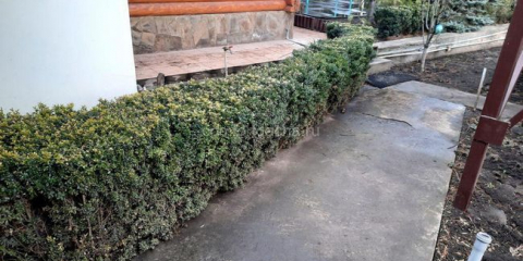 Чешир - засаждане и грижа за растение в лятна вила