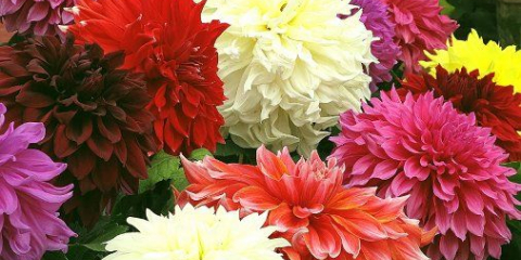 Най-коварните болести и вредители на далии - как да разпознаем и победим