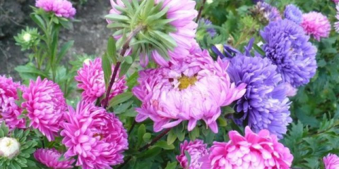 Най-добрите сортове астри с имена, снимки и описания