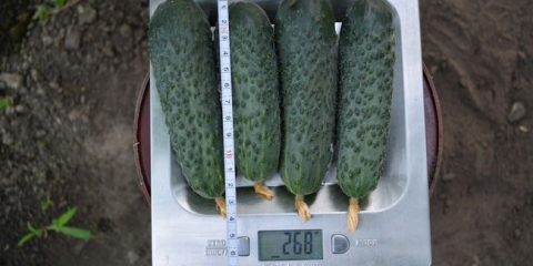 Най-добрите сортове краставици за 2022 г.: вкусни и продуктивни за открита земя, оранжерии