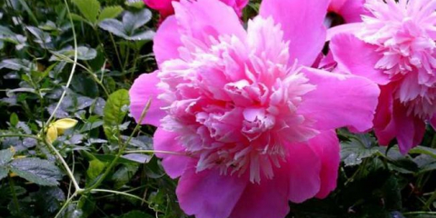 Цветни разсад - съвети за безопасност, преглед на най-добрите разсад за градина и опции за тяхното използване в ландшафтен дизайн (90 снимки)