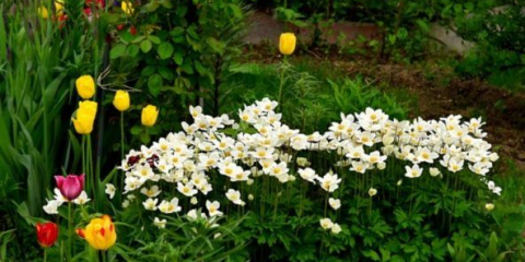 Тайните на растежната анемона - рядкост и изчезване