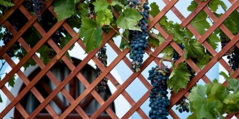 Slacher - подробно описание на избора на основните елементи и техните приложения (130 снимки и видео)