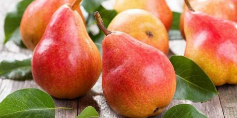 Сортове круши - списък на най-добрите сортове круши с пълно описание. Помощ при избора на вида дърво за засаждане, отличителни черти