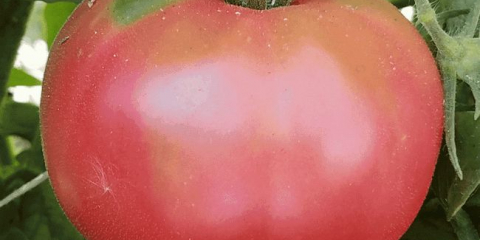 Tomatov сортове: описание на популярните сортове доматени, отличителни черти. Отзиви за най-вкусните и доходните видове