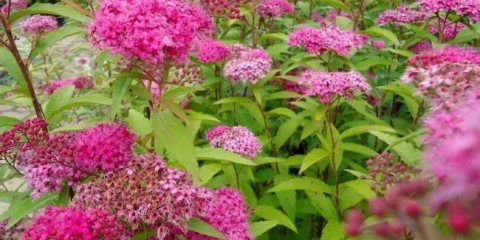 Spiraya - кацане и грижа в отворена почва. Препоръки за грижи и репродукция, декоративни свойства на spiries (снимка + видео)