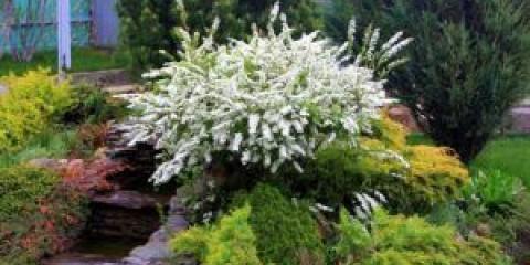 Спира в ландшафтен дизайн на страната: възможни композиции