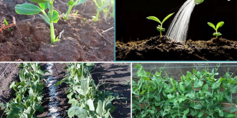 Дати за сеитба и засаждане на грах през 2022 г.: отглеждане и грижи