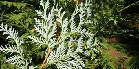 Tuya - описание и разновидности на tui. Характеристики на развъждането и опрашването. Снимка и видео инструкции за отглеждане и грижа за катран в градината от градинари