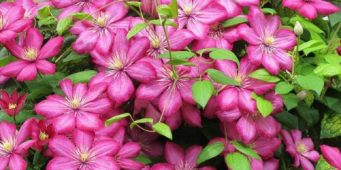 Успешно отглеждане на клематис в студен сибир