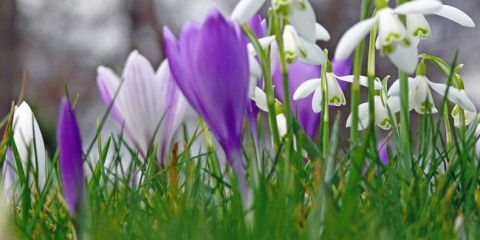 Пролетни цветя градина - сортове, заглавия и характеристики