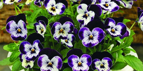 Viola: описание, отглеждане от семена, видове и сортове