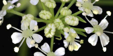 Всичко за бучиниш: описание на растението и характеристики на неговата медицинска употреба