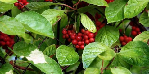 Всичко за schisandra chinensis: съвети за грижи и отглеждане. Декоративни и лечебни свойства, ползите от лимоновата трева + 140 снимки