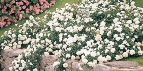 Отглеждане на почвопокривни рози: златни правила за начинаещи