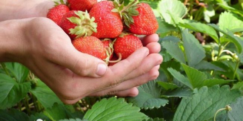 Отглеждане на ремонтантни ягоди и грижи на открито