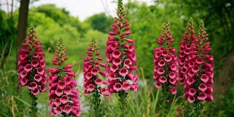 Високи многогодишни цветя за градина - изгледи, имена и описания, грижи