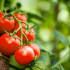 Благоприятни дни за засаждане на домати през март 2022 г