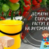 Подправка с мая за краставици и домати