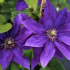 Clematis president - ефектна и непретенциозна декорация за всяка градина