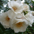 Най-добрите сортове почвопокривни рози за създаване на ярък килим в градината