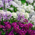 Едногодишни цветя: топ 120 снимки на най-добрите видове и сортове едногодишни, особености на засаждане и отглеждане в градината