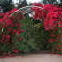 Pleet рози в градински дизайн: зашеметяващи идеи за вдъхновение + снимка