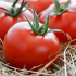 Защо лошите домати растат - 155 снимки и видео описание на отглеждането на домати в открита почва и оранжерии