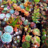 Сукуленти (50 снимки): прекрасни растения, свикнали на суша